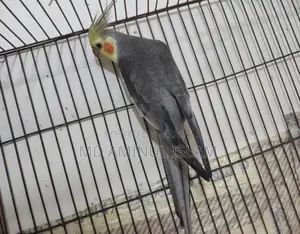 cockatiel New adult male