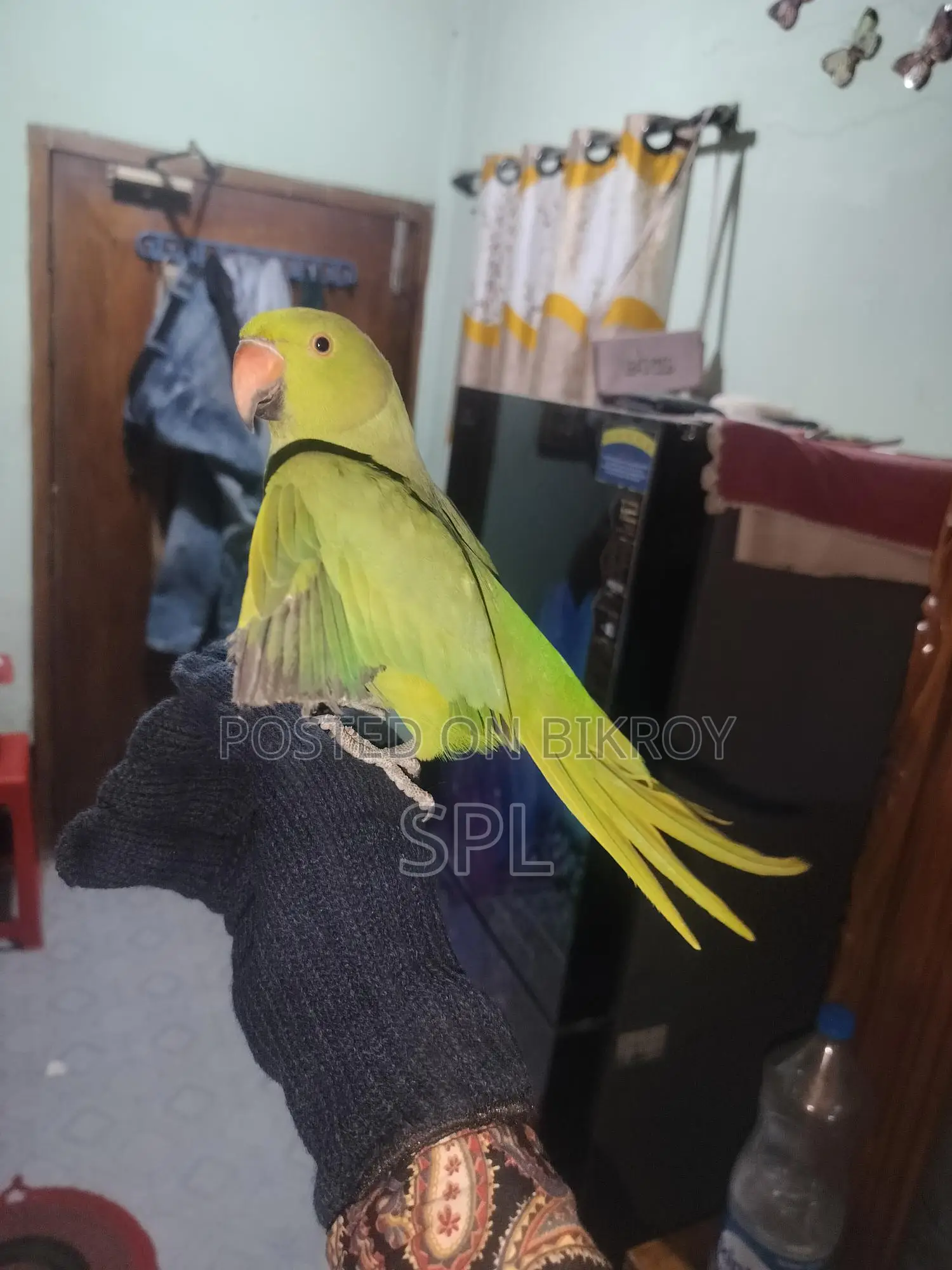 ইন্ডিয়ান টিয়া পাখি