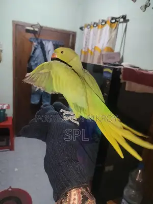 ইন্ডিয়ান টিয়া পাখি