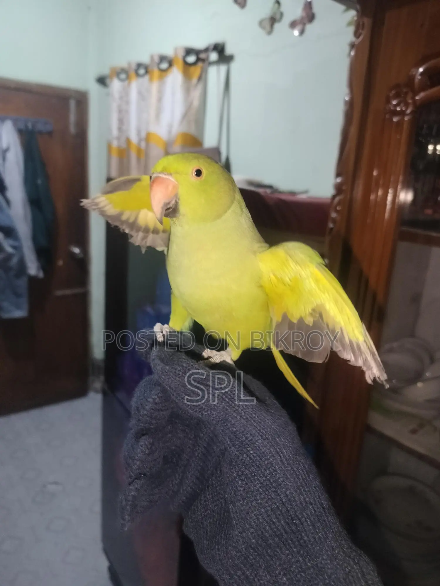 ইন্ডিয়ান টিয়া পাখি