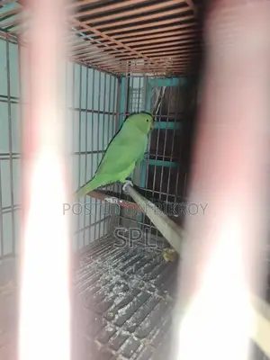 ইন্ডিয়ান টিয়া পাখি