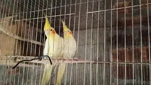 মাষ্টার পেয়ার ককাটেল