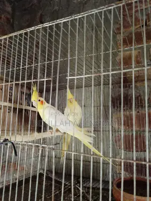 Master Pair Cockatiel
