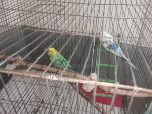1 Pair of Budgerigar Birds for Sale with Cage and All Accessories