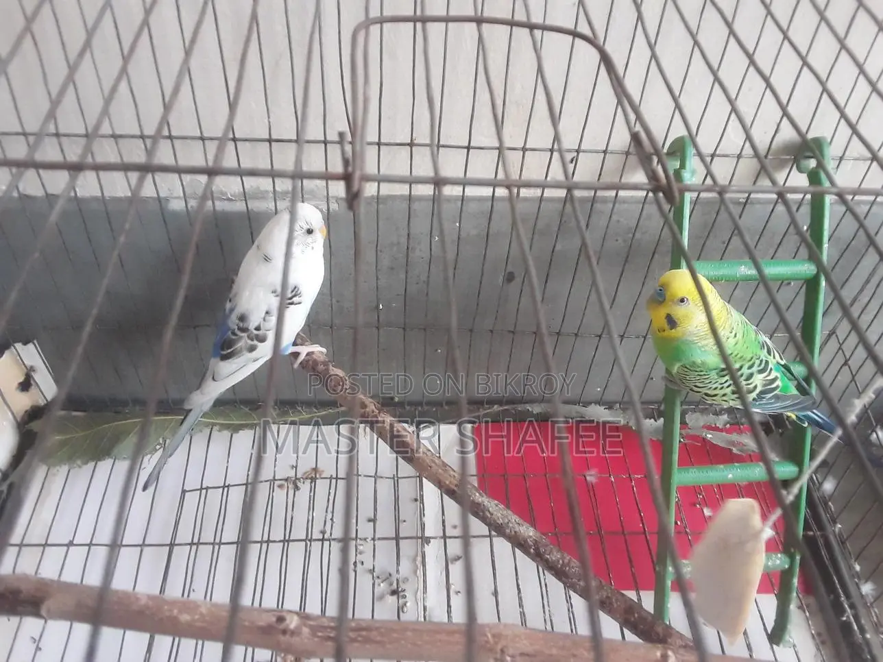 1 Pair of Budgerigar Birds for Sale with Cage and All Accessories