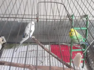 1 Pair of Budgerigar Birds for Sale with Cage and All Accessories