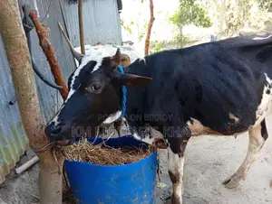 উন্নত জাতের এড়ে গরু বিক্রি হবে