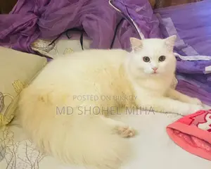 Persian Cat for Sale