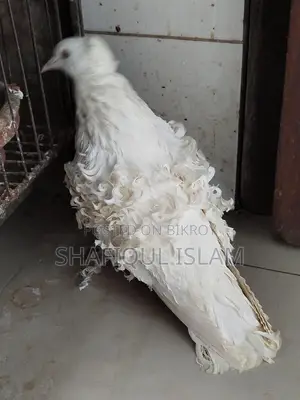 সাদা ফ্রিলব্যাক রানিং নর।