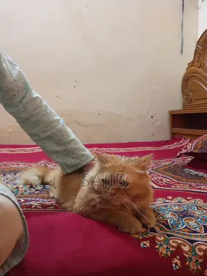 Persian Cat for Sale
