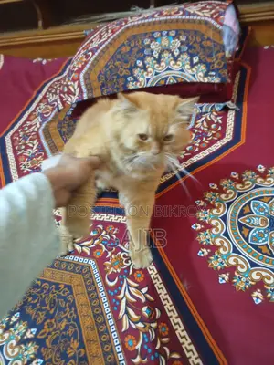 Persian Cat for Sale
