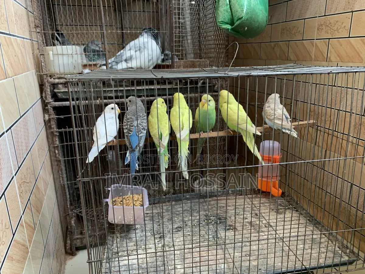 Budgie
