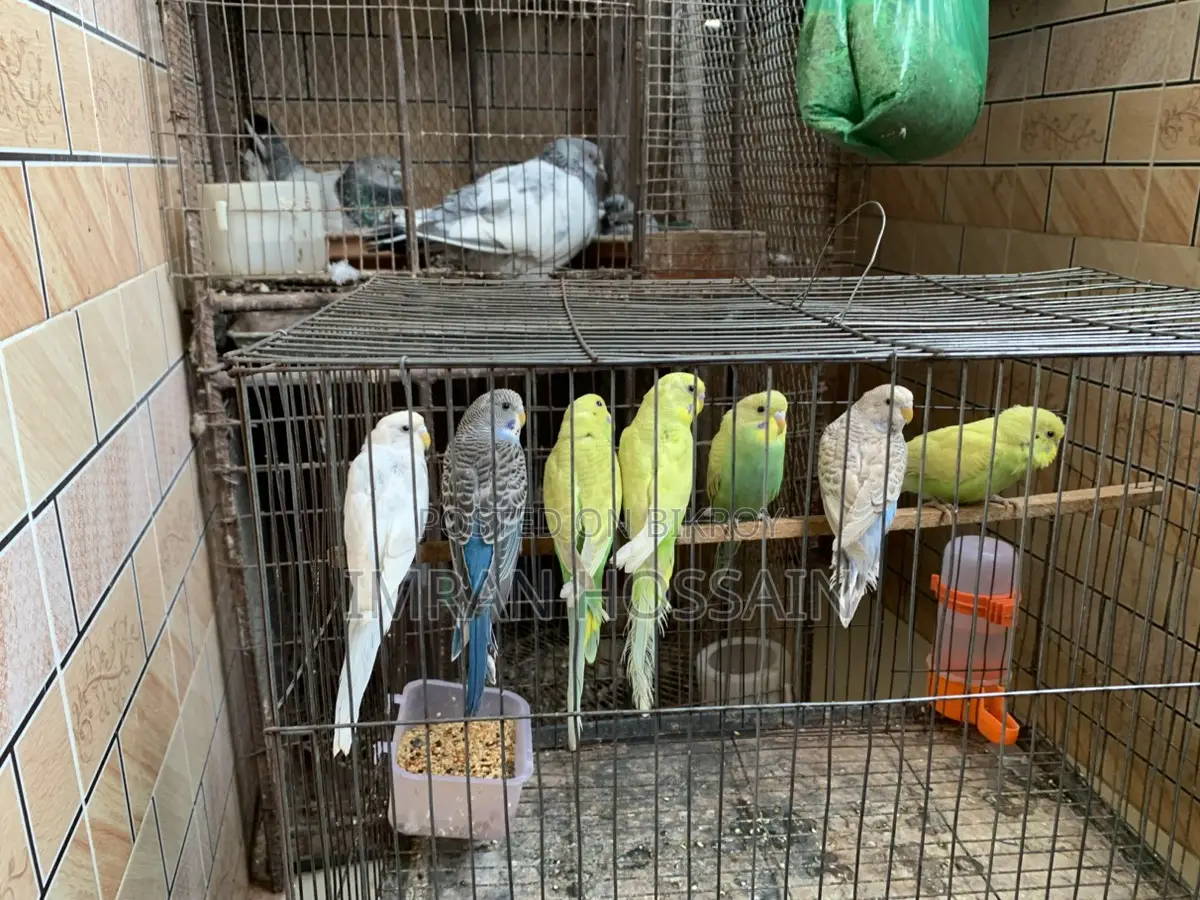 Budgie