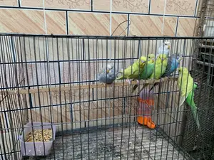 Budgie