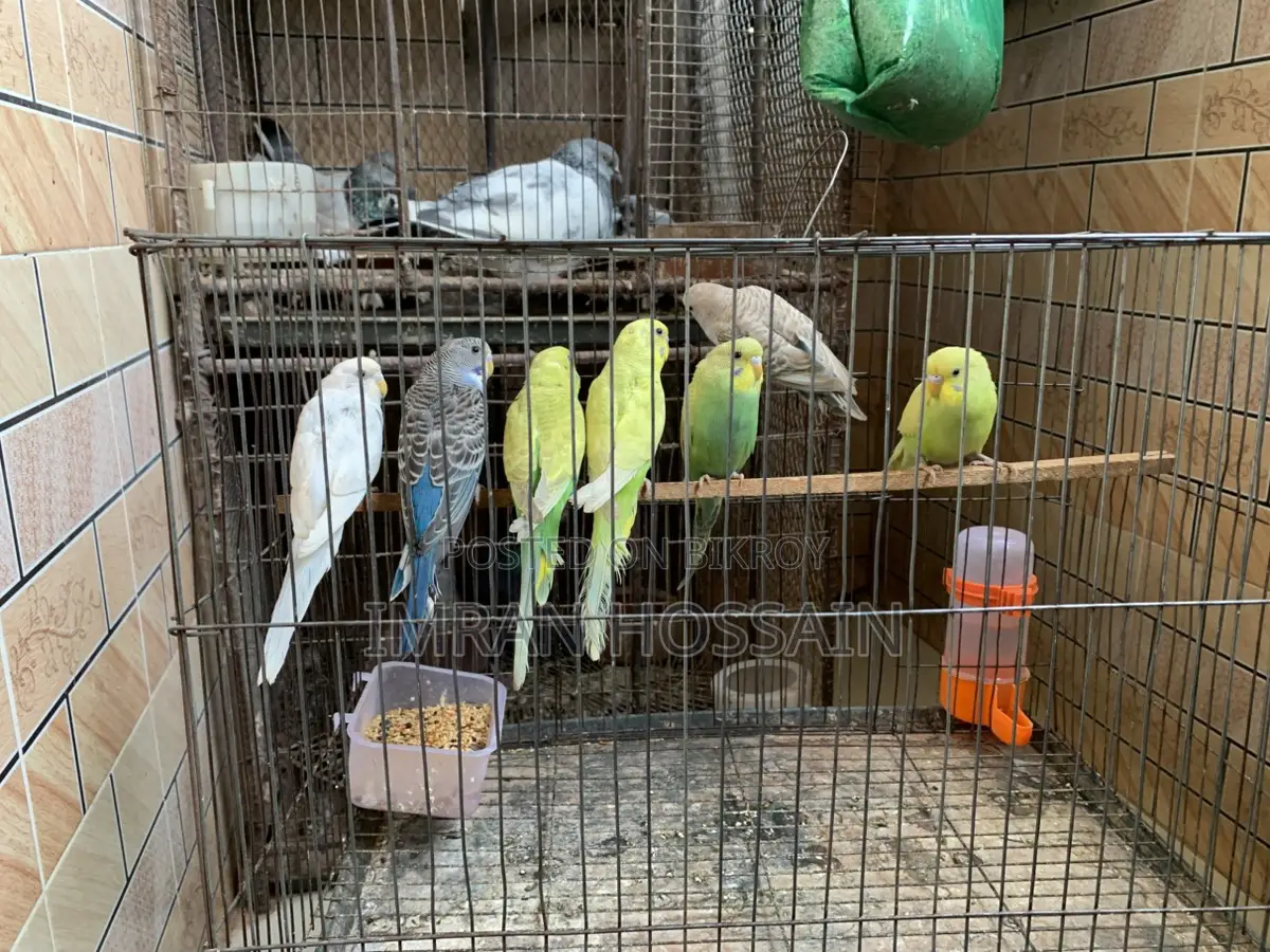 Budgie