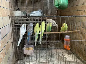 Budgie