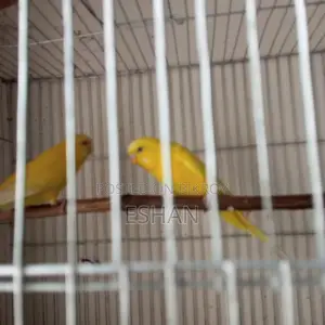 বাজরিগার বিক্রয়ের জন্য