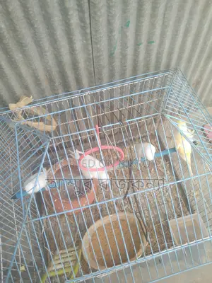 বাজিগর পাখি