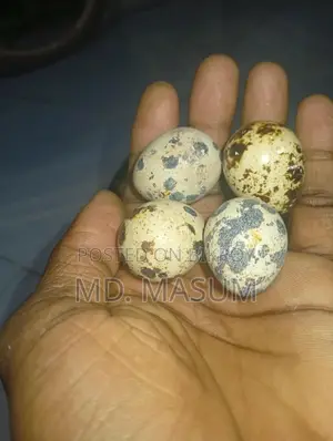 কোয়েল পাখির বিজ ডিম ও রানিং পারা পাখি পাওয়া যায়