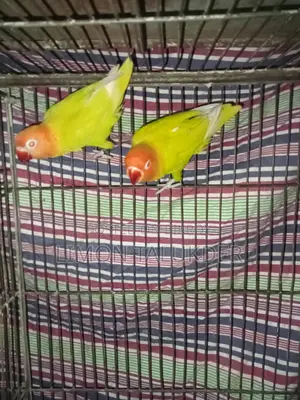 Yellow Fisher Bird