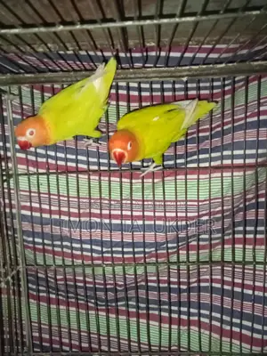 Yellow Fisher Bird