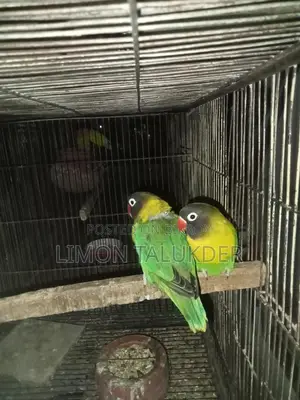 Yellow Color Master Pair
