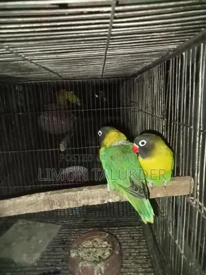 Yellow Color Master Pair