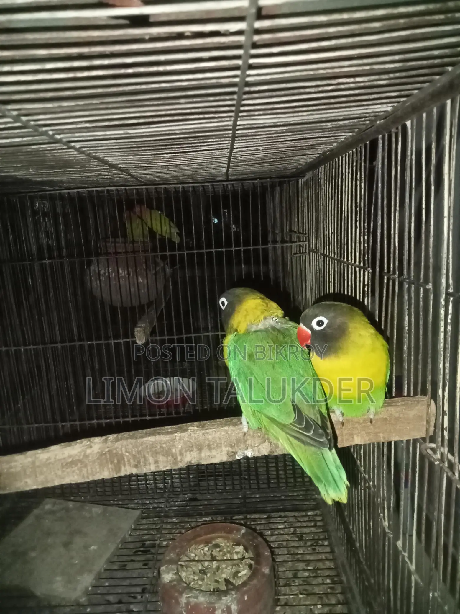 Yellow Color Master Pair