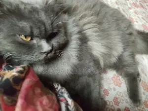 Traditional Persian Cat