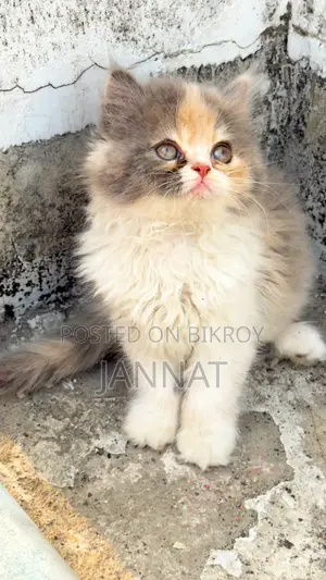 Persian Kittens