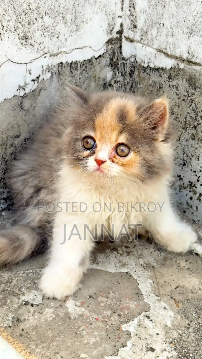 Persian Kittens