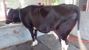 ৯৮২নং উন্নত জাতের গাভী ।