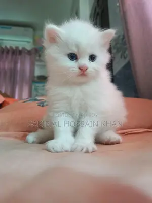 Traditional Persian (Pure White With Stunning Blue Eyes)