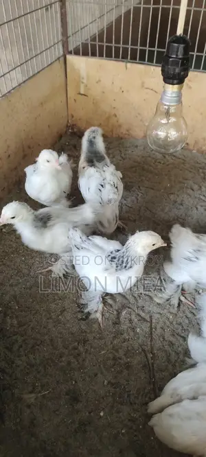 ব্রাহমা মুরগির বাচ্চা