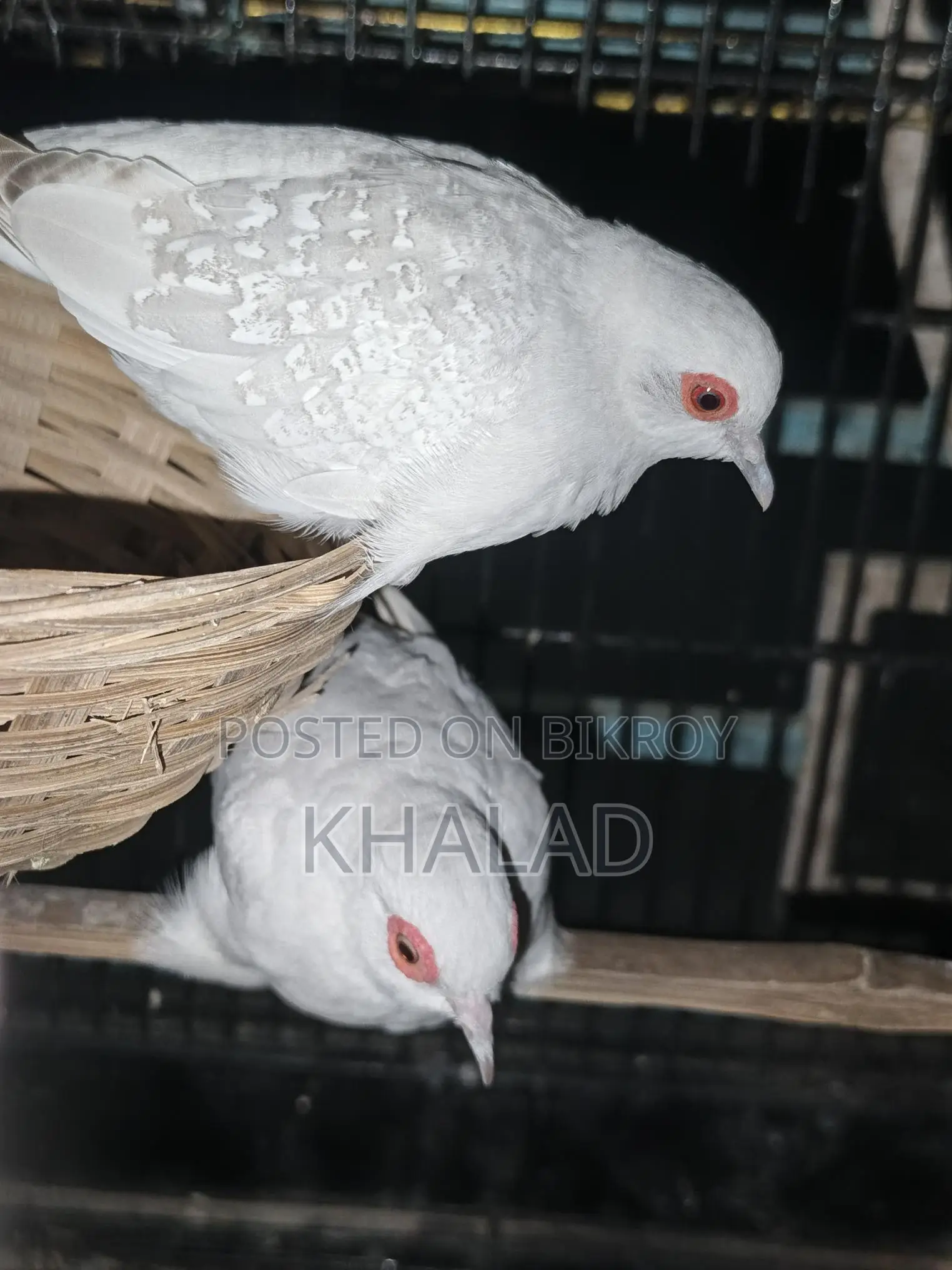 Birds for Sale