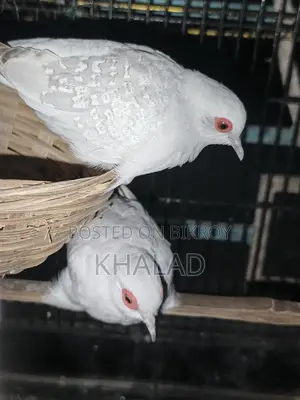 Birds for Sale