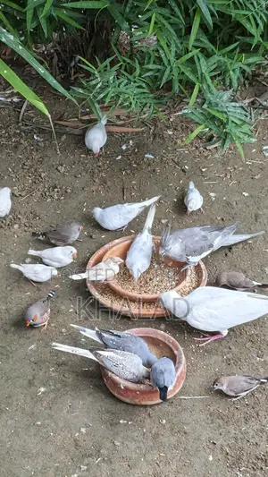 Birds for Sale