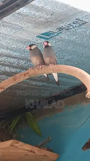 Birds for Sale