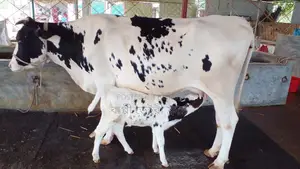 No. 966 High-Quality Breed Cow for Sale