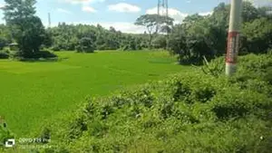 রিসোর্ট এর জন্য উপযোগী @ 337 শতাংশ জমি বিক্রি করা হইবে