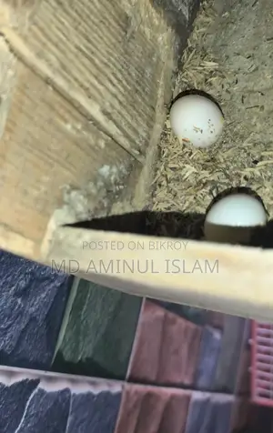 Cockatiel Running Pair with Egg