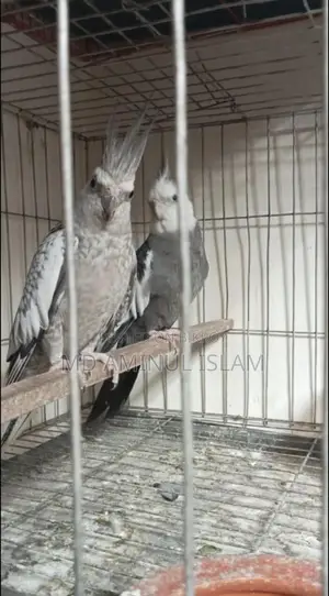 Cockatiel Running Pair with Egg