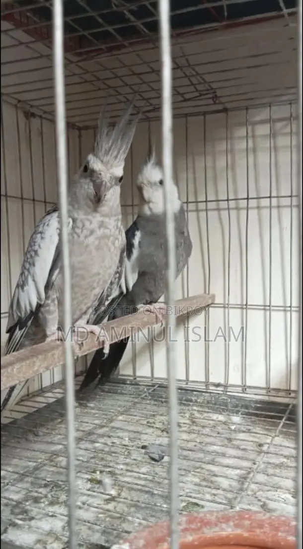 Cockatiel Running Pair with Egg