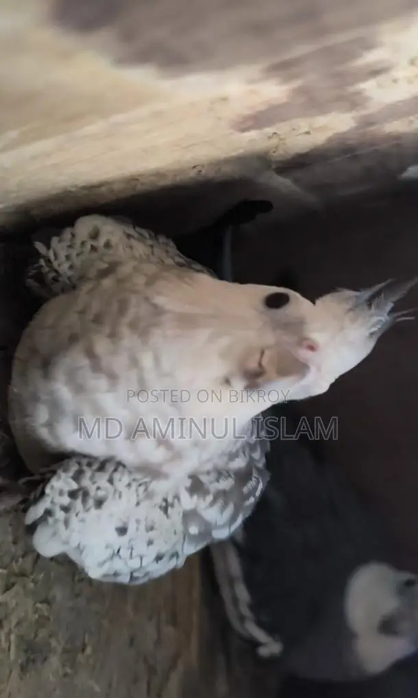 Cockatiel Running Pair with Egg