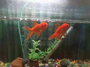 Oranda Goldfish