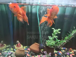 Oranda Goldfish