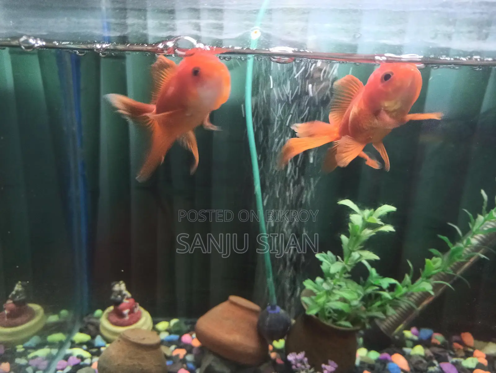 Oranda Goldfish