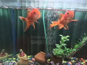 Oranda Goldfish