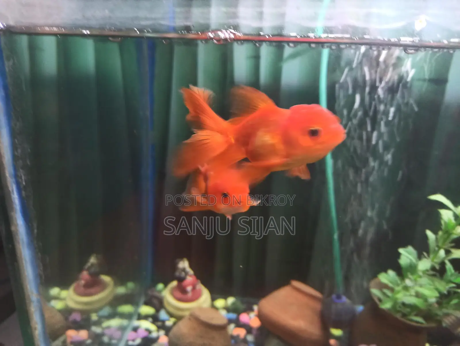 Oranda Goldfish