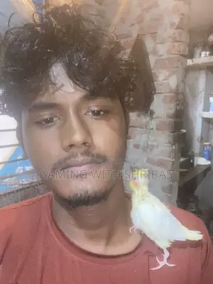 কাকেটেল পাখি বাচ্চা